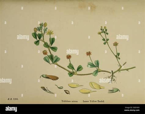 Illustration botanique du Trifolium dubium avec ses fleurs jaune doré caractéristiques