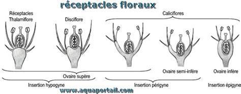 Illustration botanique montrant la structure d'une fraise en tant que réceptacle floral