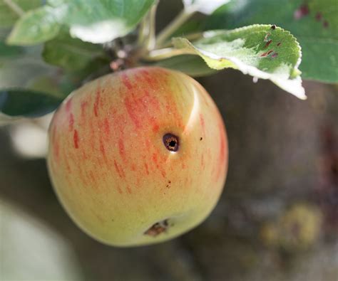 Pomme attaquée par le carpocapse, montrant le trou d'entrée et les déjections