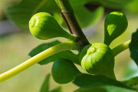 plan rapproché de figues mûres sur une branche