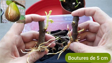 boutures de figuier dans des verres d'eau