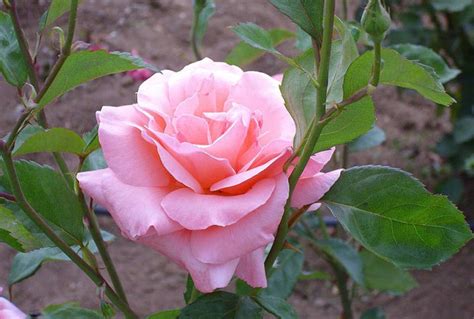 Rosier Queen Elizabeth en pleine floraison