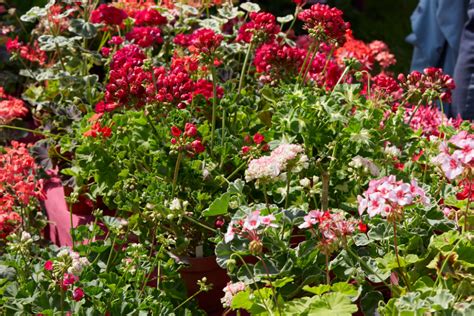 Plantes de géranium panaché dans une jardinière