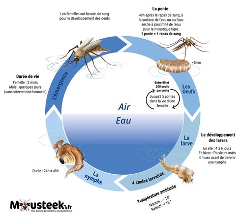 Schéma illustrant le cycle de vie des ravageurs du verger hivernant dans les écorces et bourgeons