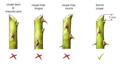 Infographie montrant la coupe correcte des stolons pour la multiplication