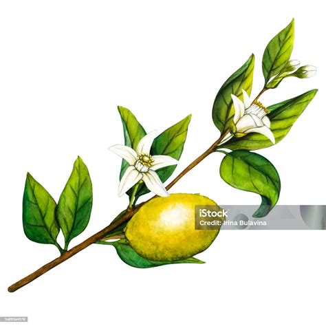 Illustration botanique d'un citronnier Yuzu avec ses fruits jaunes et son feuillage persistant