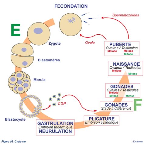 Diagramme représentant les étapes de conservation des embryons