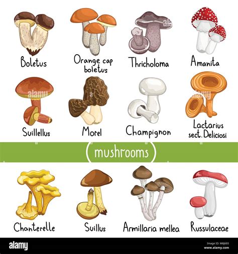 Illustration de différents types de champignons décomposant le bois