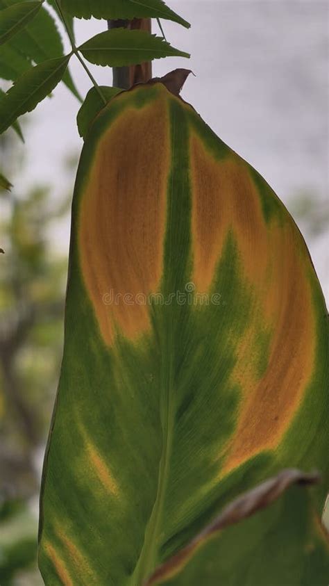Diagnostic visuel d'une feuille de lierre jaunissante présentant une chlorose