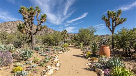 Paysage désertique naturel avec des yuccas en fleurs