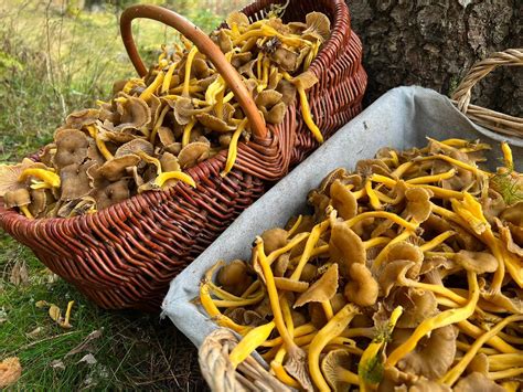 une forêt moussue avec des chanterelles poussant au pied des arbres