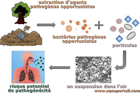Schéma anatomique d'un abricotier montrant les points d'entrée des pathogènes
