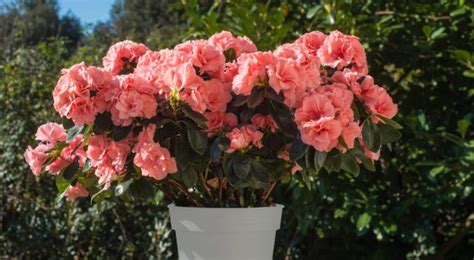 Image d'un rhododendron en pot sur une terrasse, avec un système de récupération d'eau de pluie visible