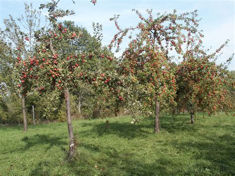 Verger conservatoire en forme de cadran solaire avec ses rangées d'arbres fruitiers et ses petits fruits