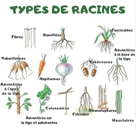 Infographie présentant les quatre catégories de plantes (racine, fleur, feuille, fruit) associées aux éléments et aux constellations