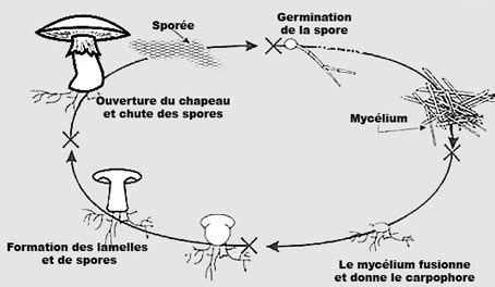 Cycle de vie du champignon Laetisaria fuciformis