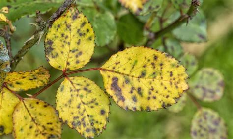 Schéma montrant la pulvérisation ciblée sous les feuilles d'un rosier