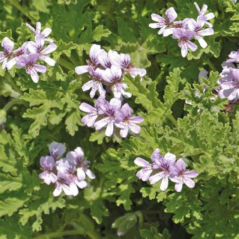 Plan général d'un pied de Pélargonium citronnelle en pot sur une terrasse ensoleillée
