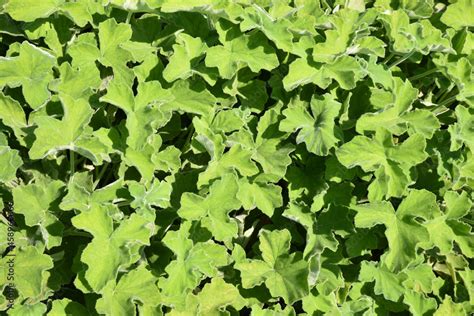 Plat culinaire agrémenté de feuilles de pélargonium citronnelle