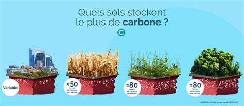 Infographie montrant le stockage du carbone dans les sols de prairie permanente
