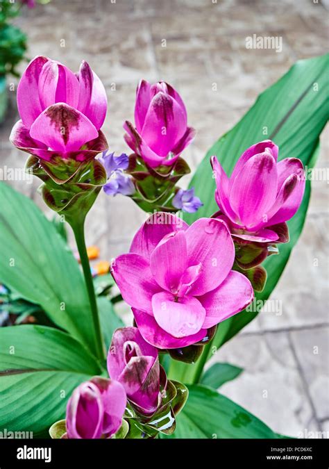 Curcuma alismatifolia en pleine floraison
