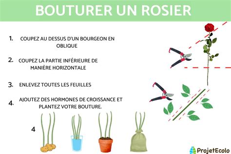 Schéma illustrant les étapes de coupe d'une bouture de rosier