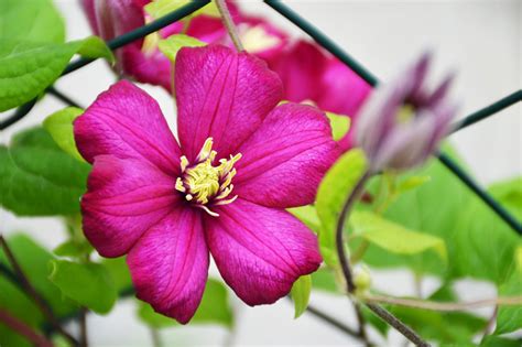 Fleur de clématite 'Hagley Hybrid' avec des tépales roses et des anthères rouges
