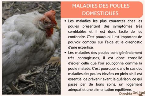 Schéma des maladies courantes des clématites et leurs symptômes