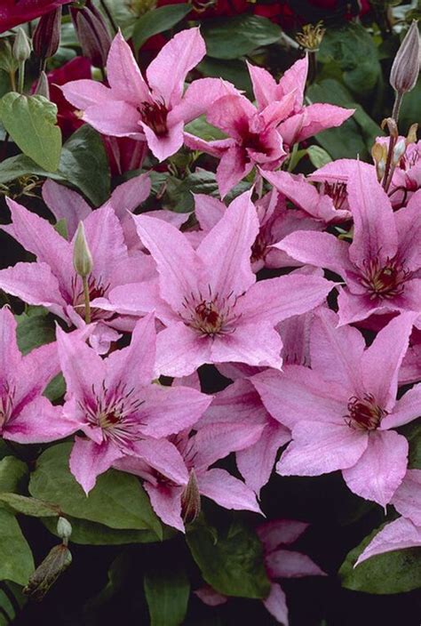 Exemple d'association de la clématite 'Hagley Hybrid' avec un feuillage pourpre