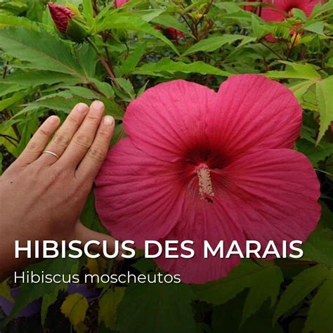 Graines d'hibiscus des marais