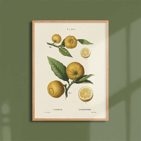 Illustration botanique d'un citronnier vert avec ses fruits et ses épines caractéristiques