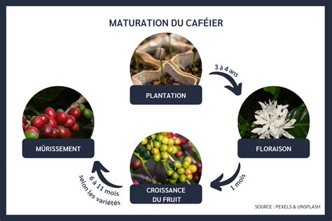 Infographie détaillant le cycle de vie du caféier, de la graine à la cerise de café