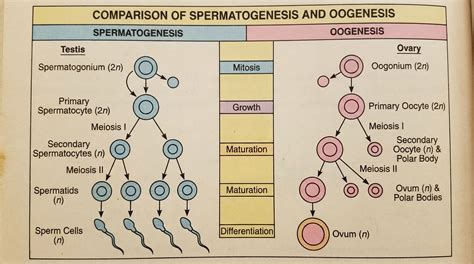 Schéma explicatif de la spermatogenèse et des facteurs influençant la fertilité masculine