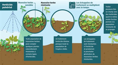 Schéma illustrant le processus évolutif de résistance des mauvaises herbes aux herbicides