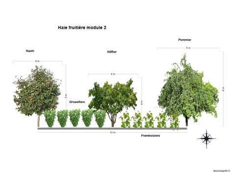 Schéma de design de haie fruitière incluant le Gleditsia triacanthos comme fixateur d'azote