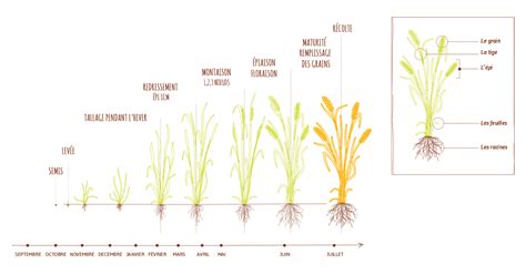 Schéma illustrant le cycle complet du blé, du semis à la récolte