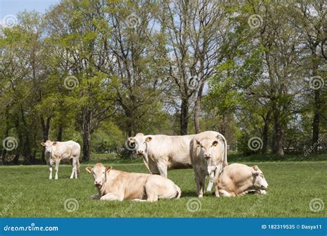 Bovins Charolais dans un pré