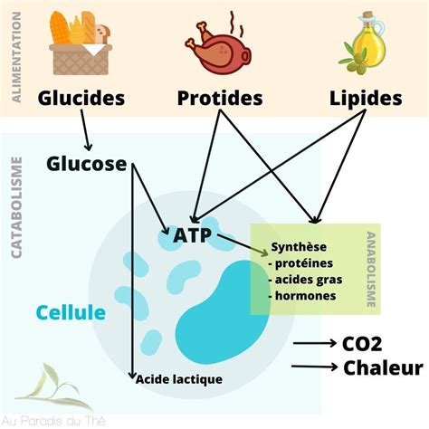 Schéma simplifié du métabolisme et de la thermogenèse