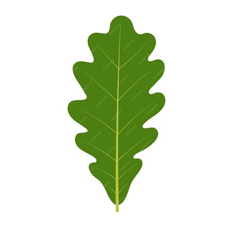 Illustration d'un figuier avec des feuilles lobées classiques et, en contraste, une feuille dentelée de type chêne.