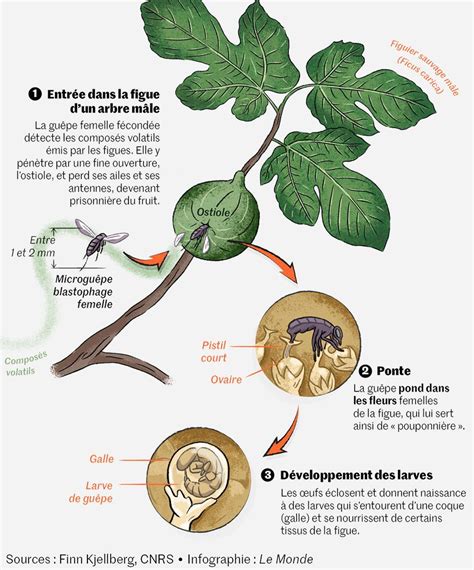 Infographie comparant l'ouverture anormale d'une figue malformée à l'éclatement classique.