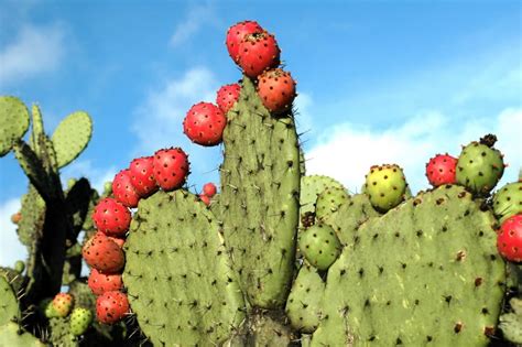 Plante mexicaine typique