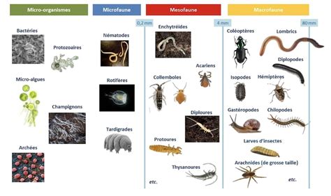 Exemple de mésofaune peuplant un sol vivant : un symphyle et un collembole