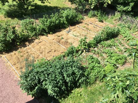 Potager paillé avec une couche de BRF
