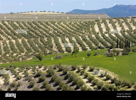 Plantation d'oliviers en Palestine