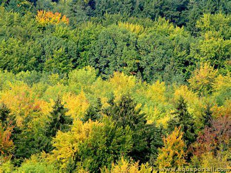 Forêt en croissance