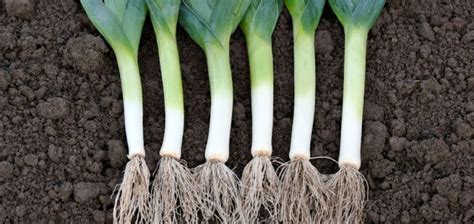 Schéma illustrant la plantation des poireaux dans un sillon profond