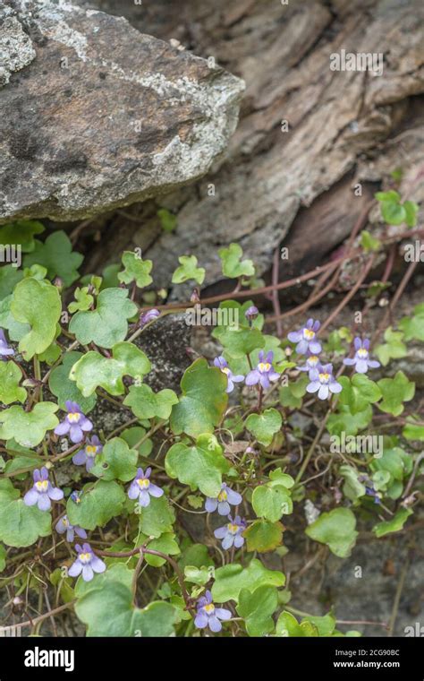 Cymbalaria muralis poussant dans un mur en pierre