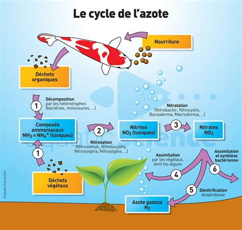 Schéma explicatif du cycle naturel de l'azote et de la décomposition organique dans un sol vivant