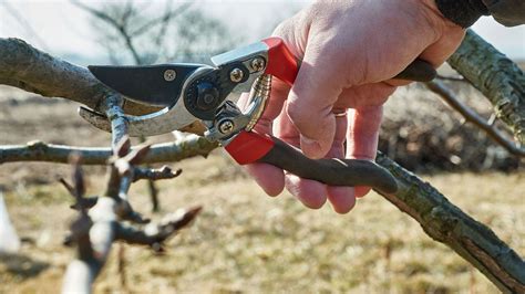 Gros plan sur un sécateur stérilisé coupant une tige de plante