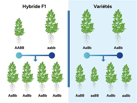 Infographie comparant les caractéristiques des semences hybrides F1 et des variétés libres